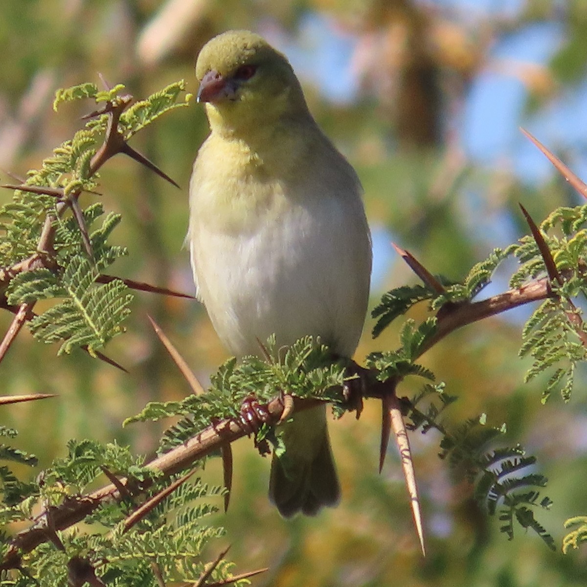 Lesser Masked-Weaver - ML644459932