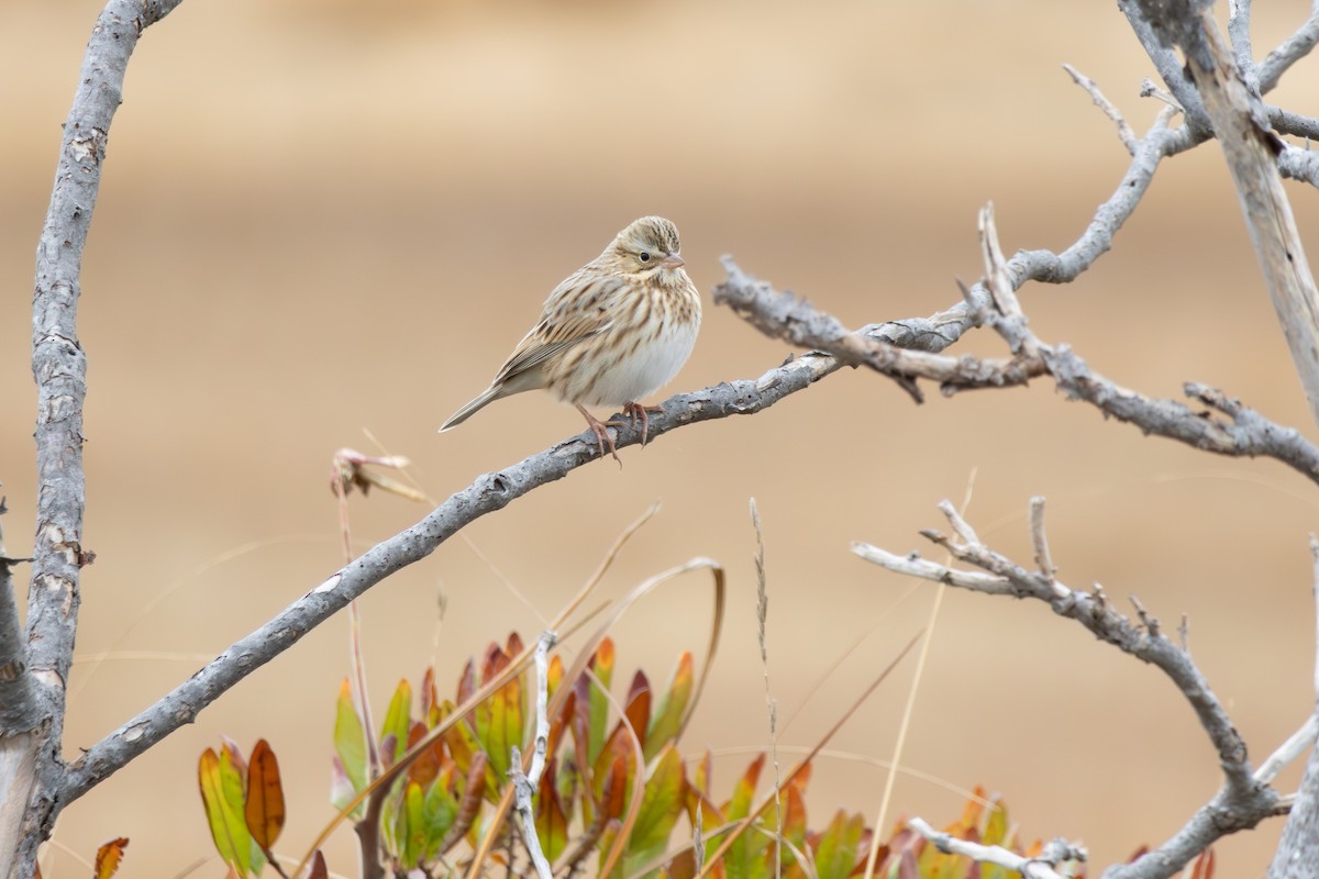 Chingolo Sabanero (princeps) - ML644459945