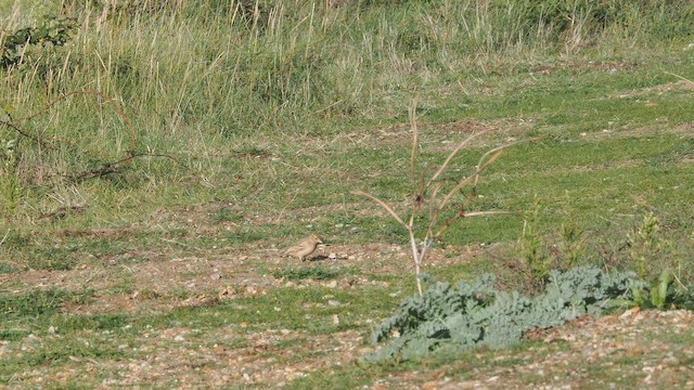 dverglerke - ML644459954