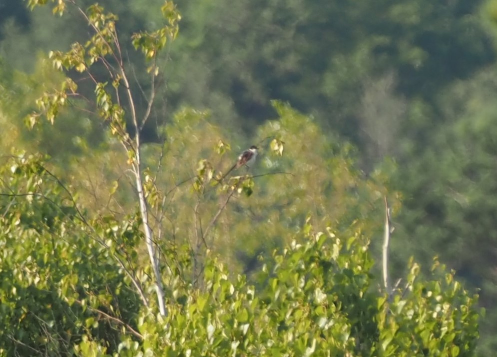 Tijereta Sabanera - ML644459994