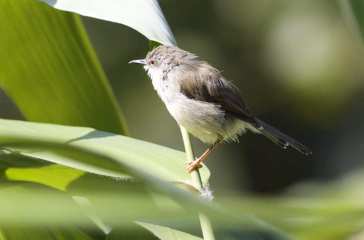 Gray-breasted Prinia - ML644459996