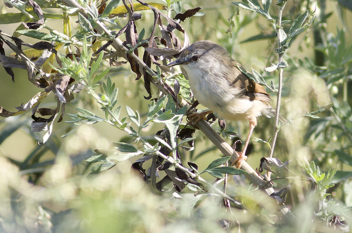 Gray-breasted Prinia - ML644459997
