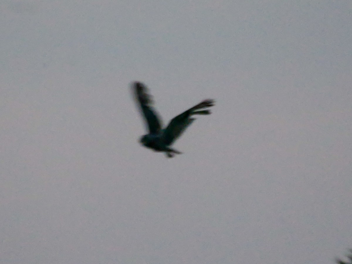 gressugle - ML644459998