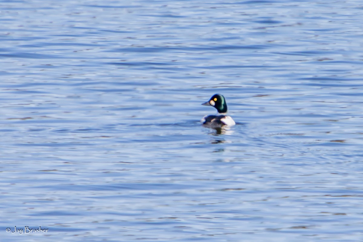 עבראש ירוק - ML644460002
