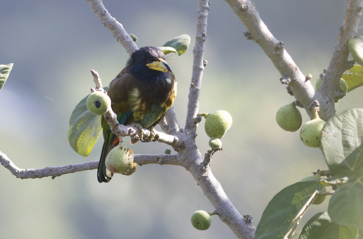 Great Barbet - ML644460008