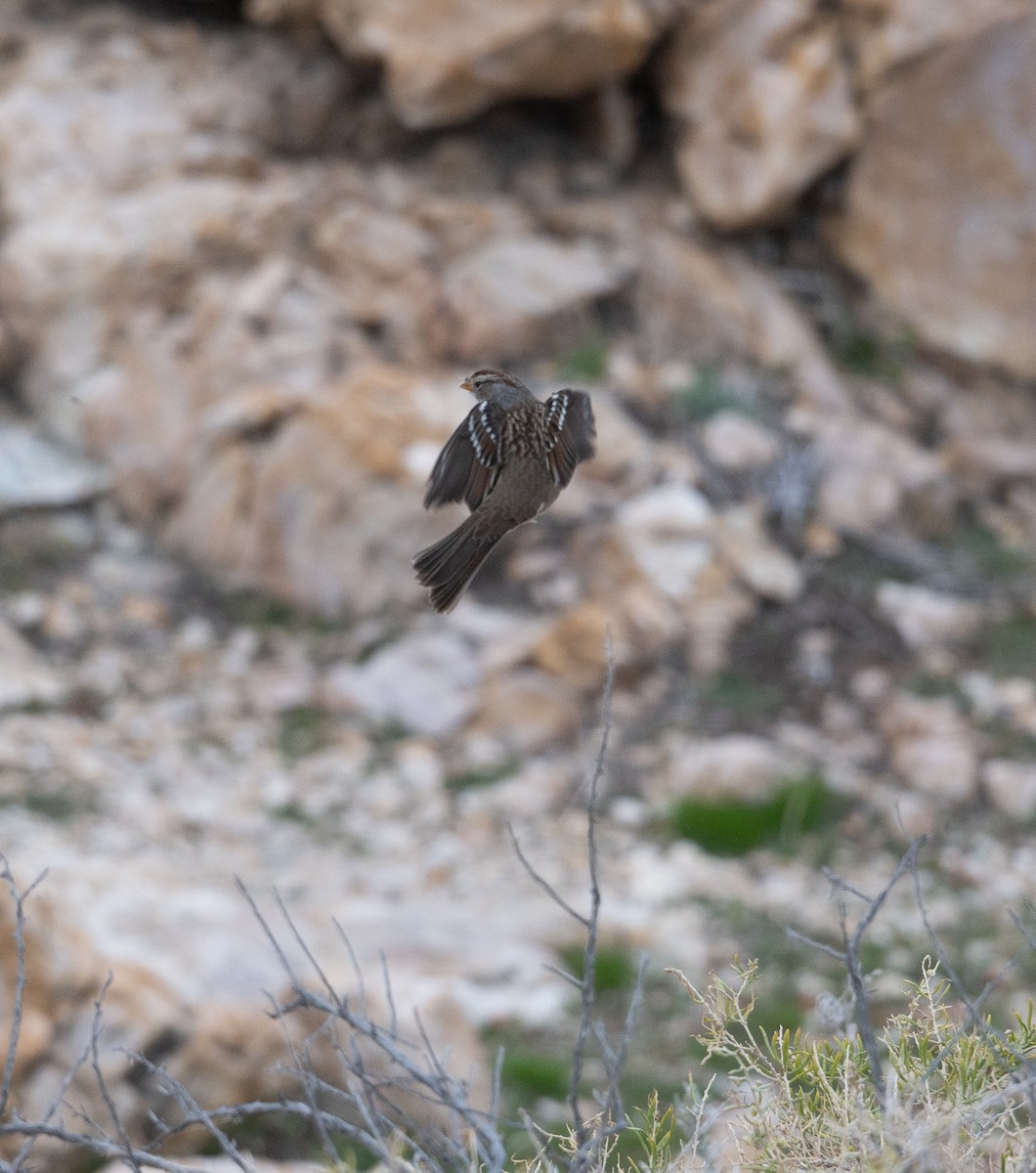 strnadec bělopásý - ML644460009