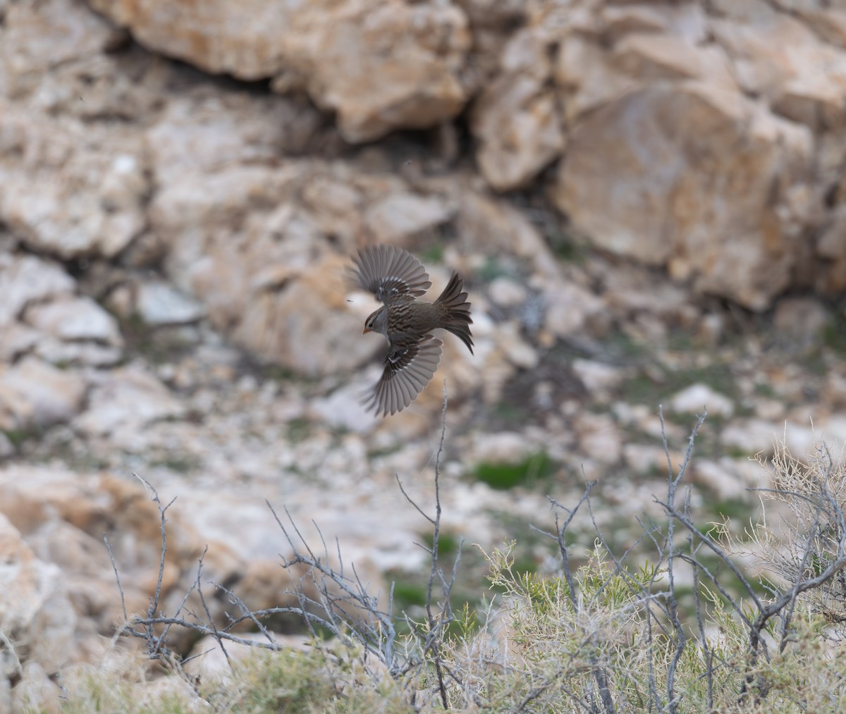 strnadec bělopásý - ML644460010