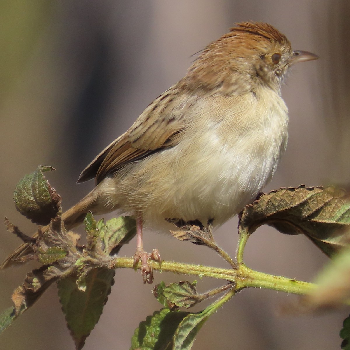Rattling Cisticola - ML644460013