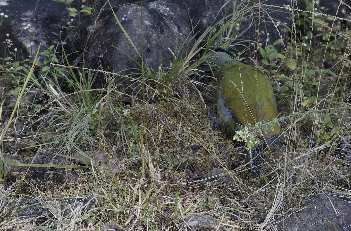 Pic cendré - ML644460017