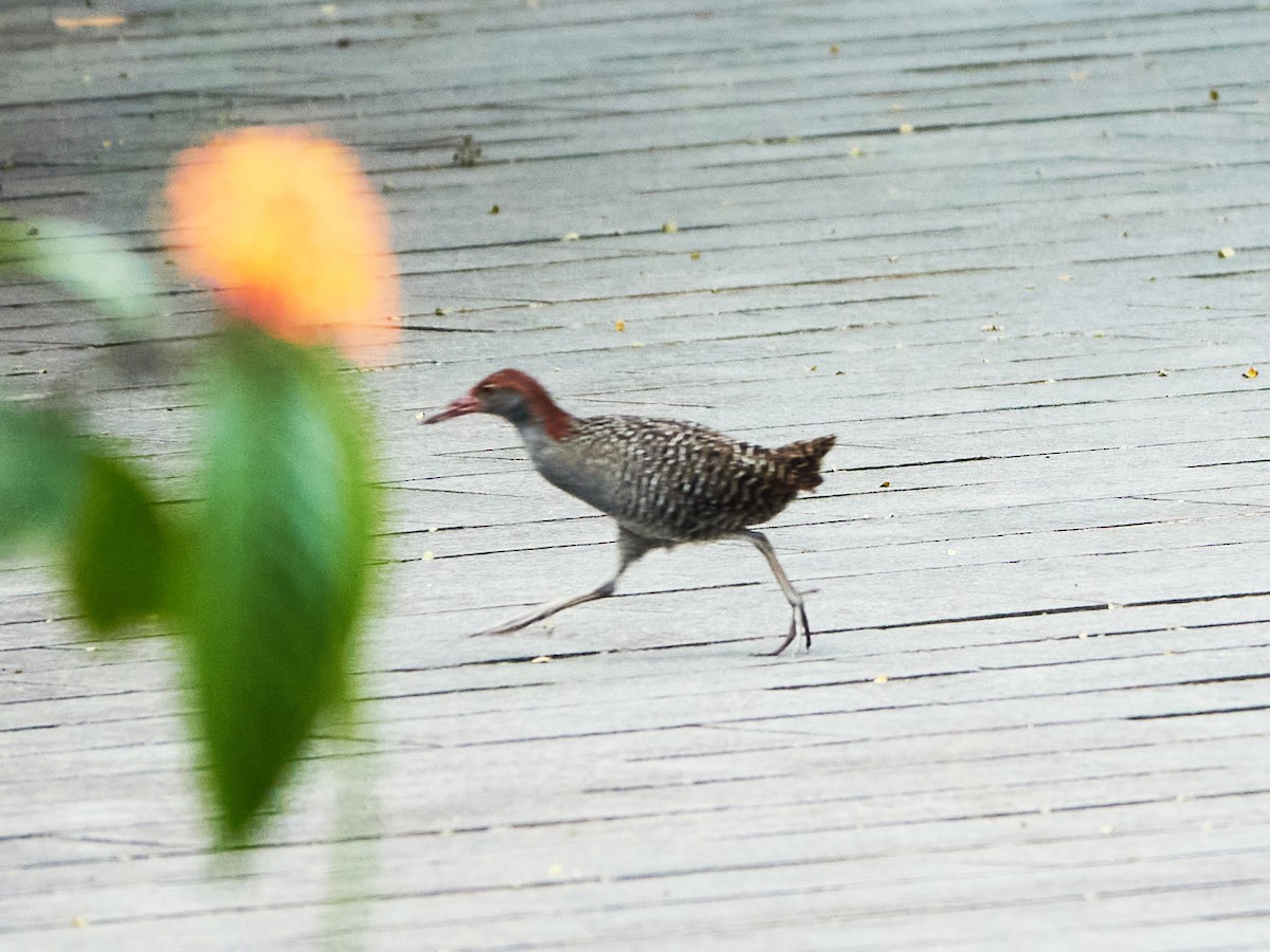 Râle strié - ML644460019