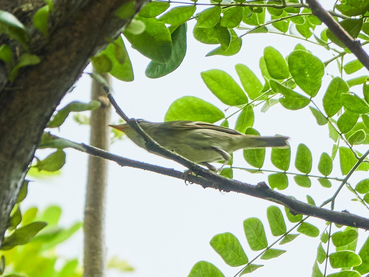 メボソムシクイ属 - ML644460023