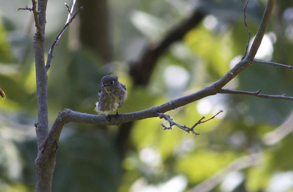 Rußschnäpper - ML644460025