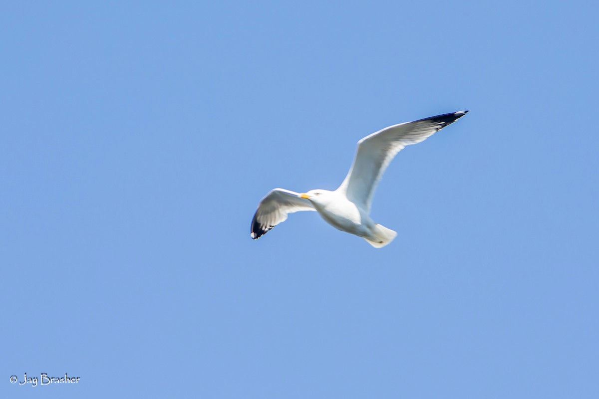 שחף מערבי - ML644460028