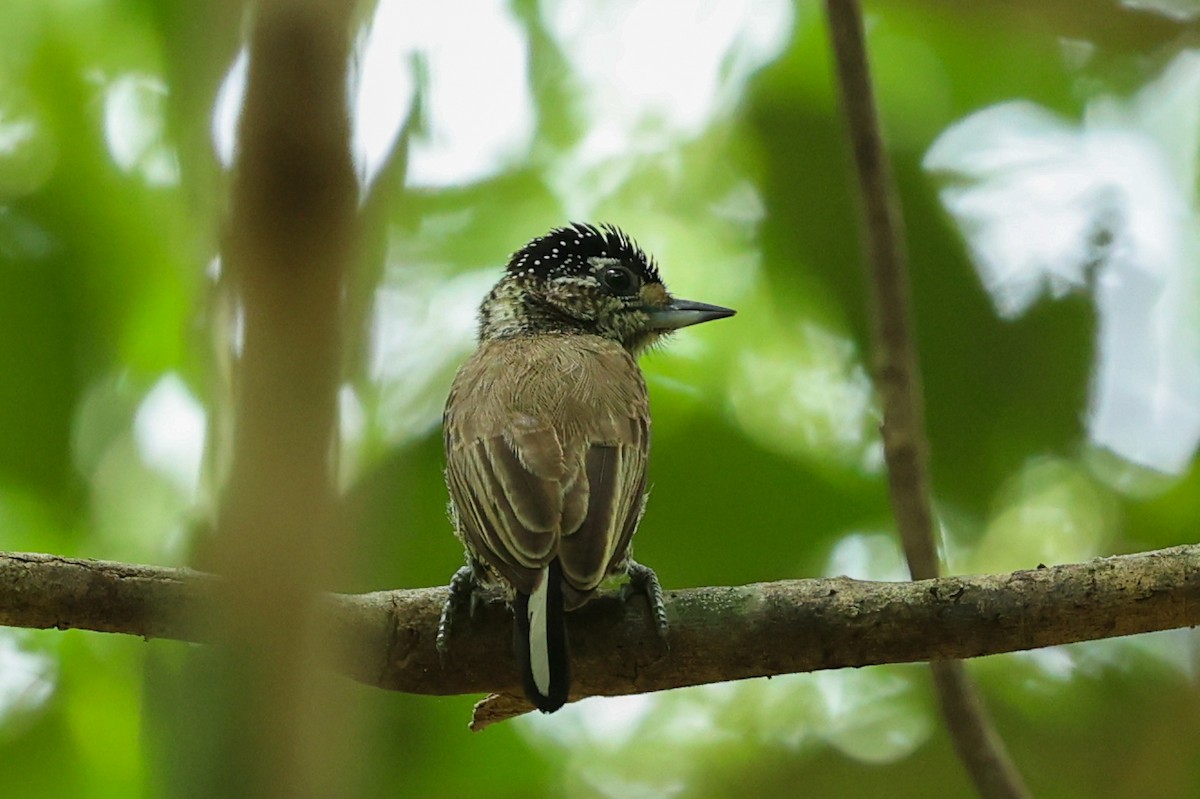 Carpinterito Variable (grupo cirratus) - ML644460029