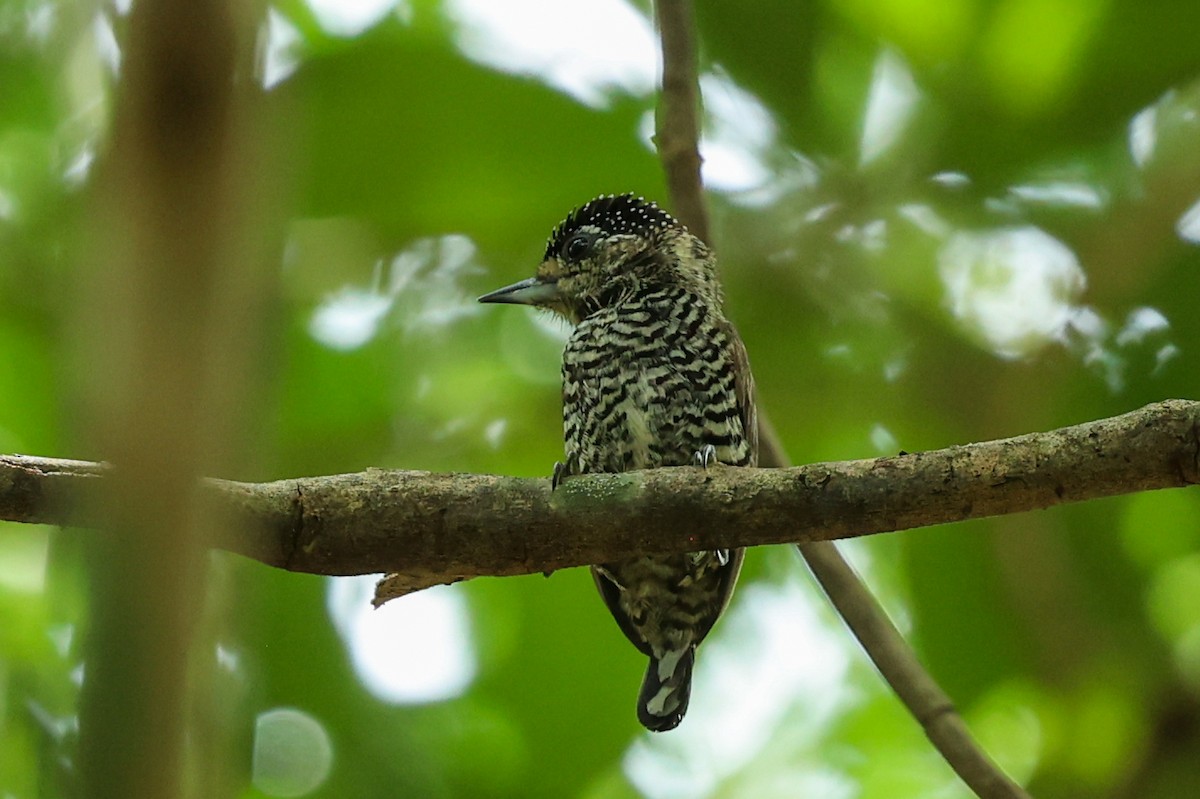 Carpinterito Variable (grupo cirratus) - ML644460030