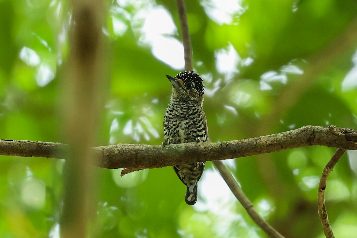 Carpinterito Variable (grupo cirratus) - ML644460031