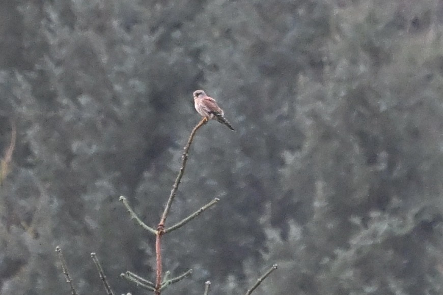 tårnfalk - ML644460033