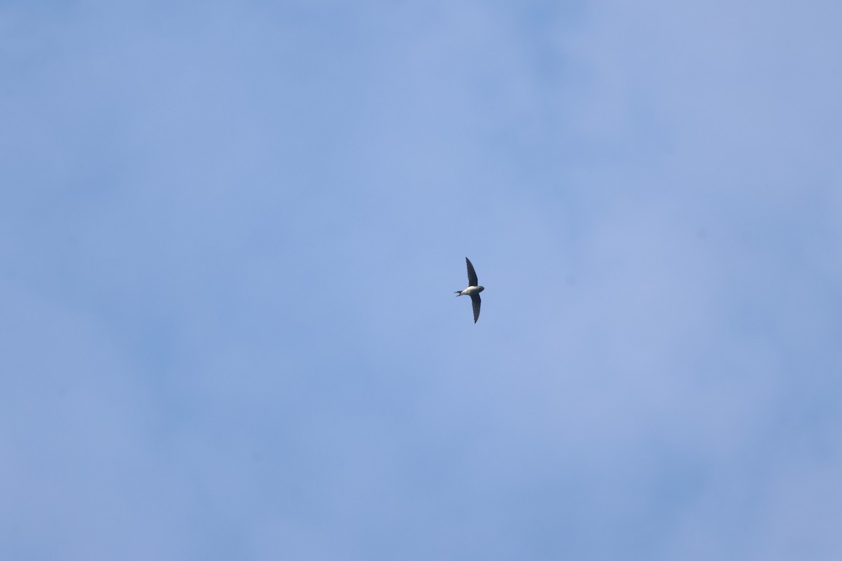 カンムリアマツバメ - ML644460036