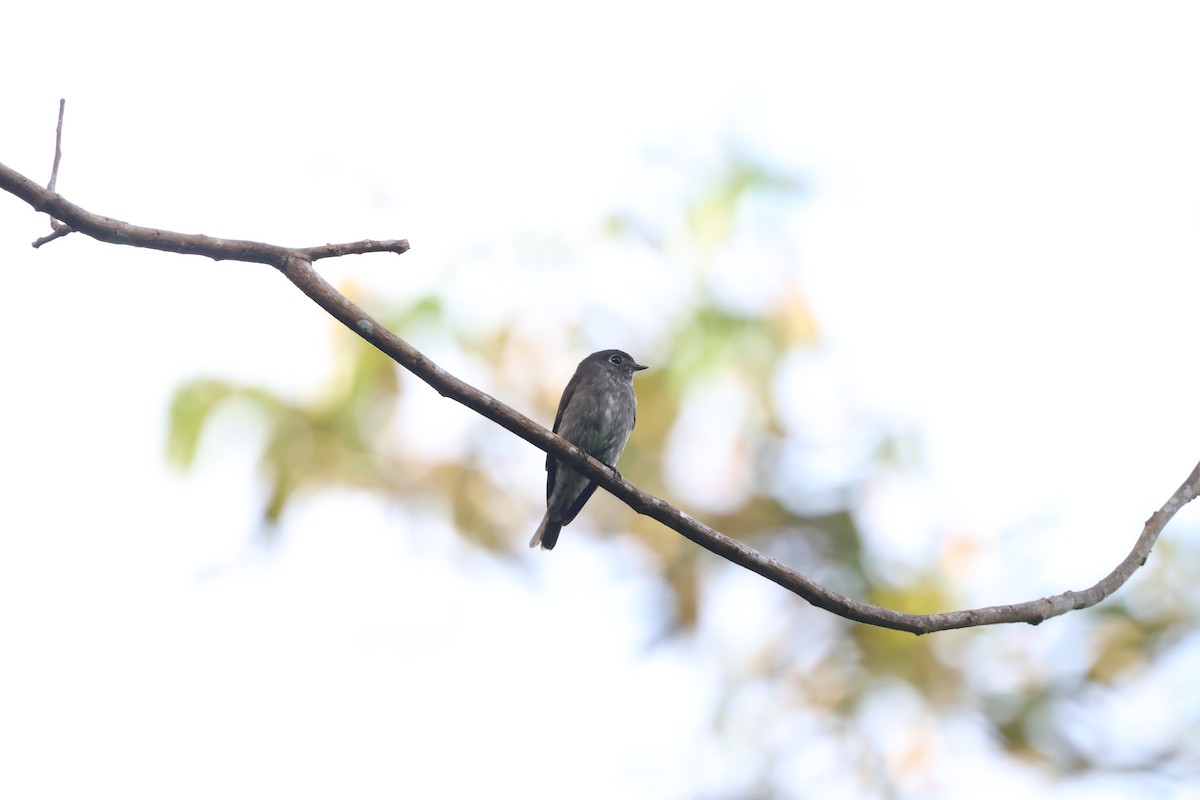 Rußschnäpper - ML644460048