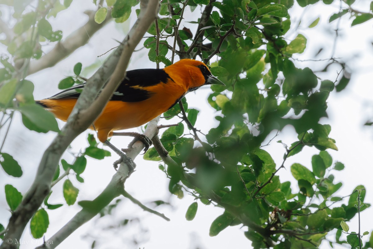Altamira Oriole - ML644460049