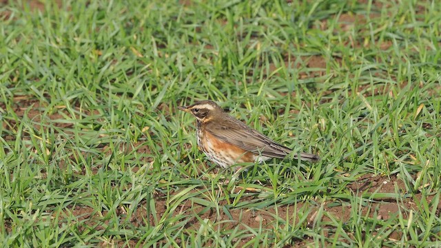 rødvingetrost - ML644460057