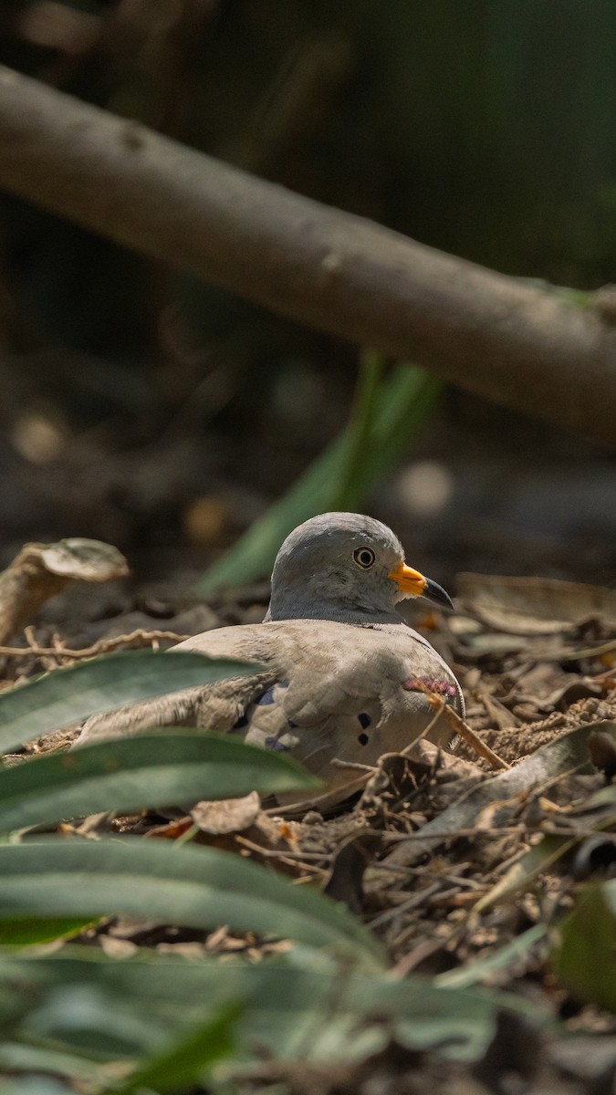 holoubek skřehotavý - ML644460065