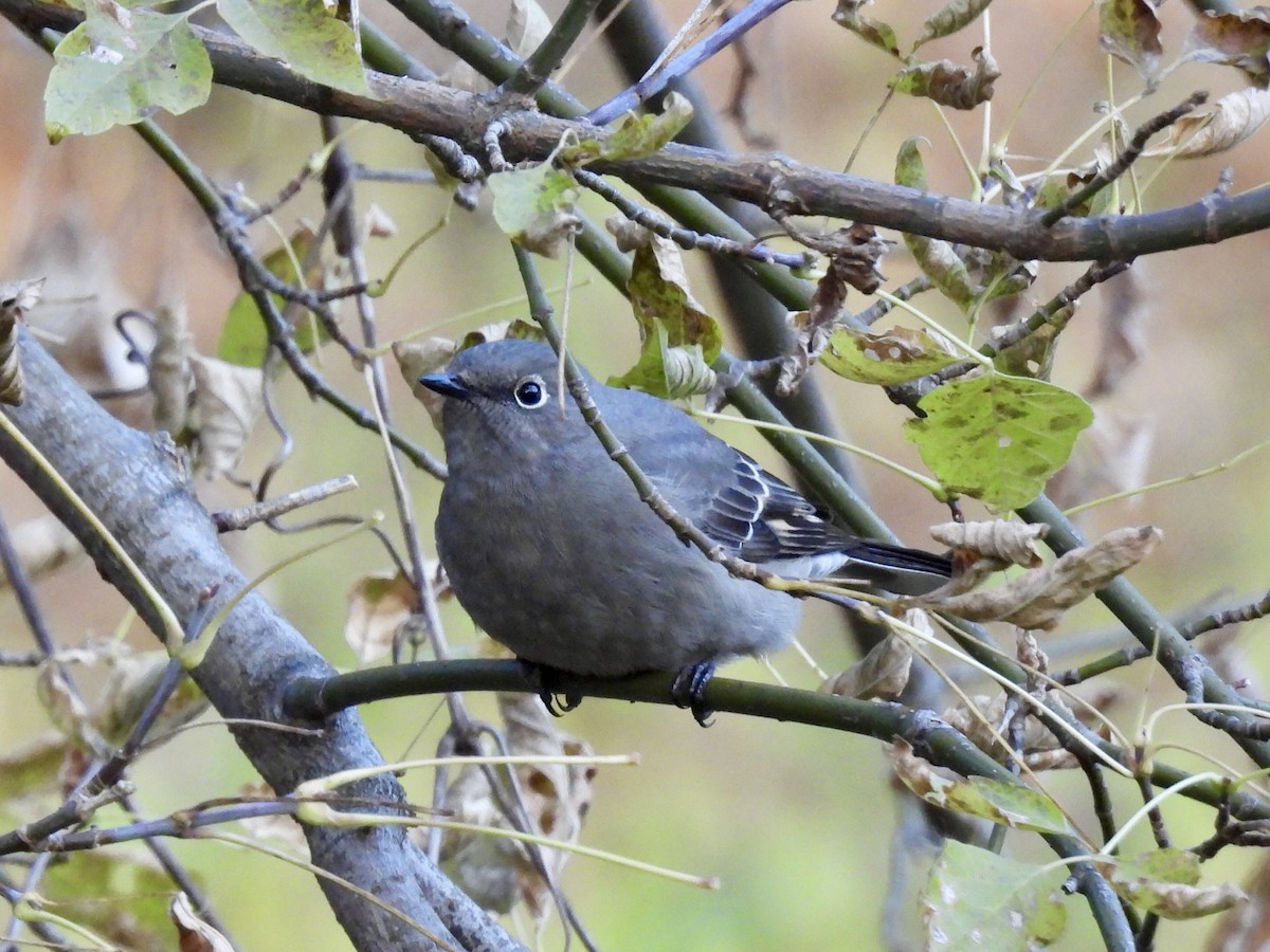 Townsend Soliteri - ML644460071