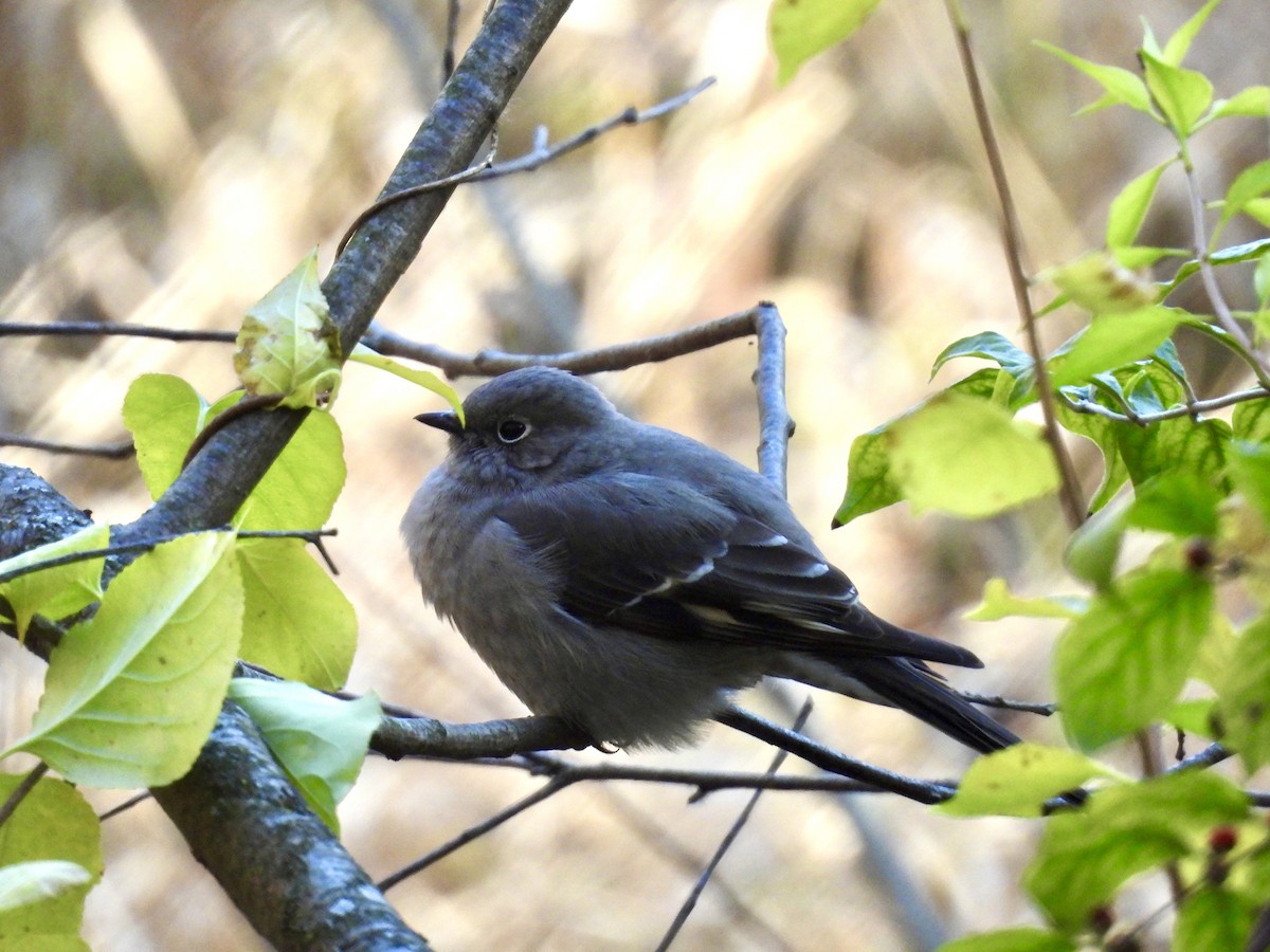 Townsend Soliteri - ML644460072