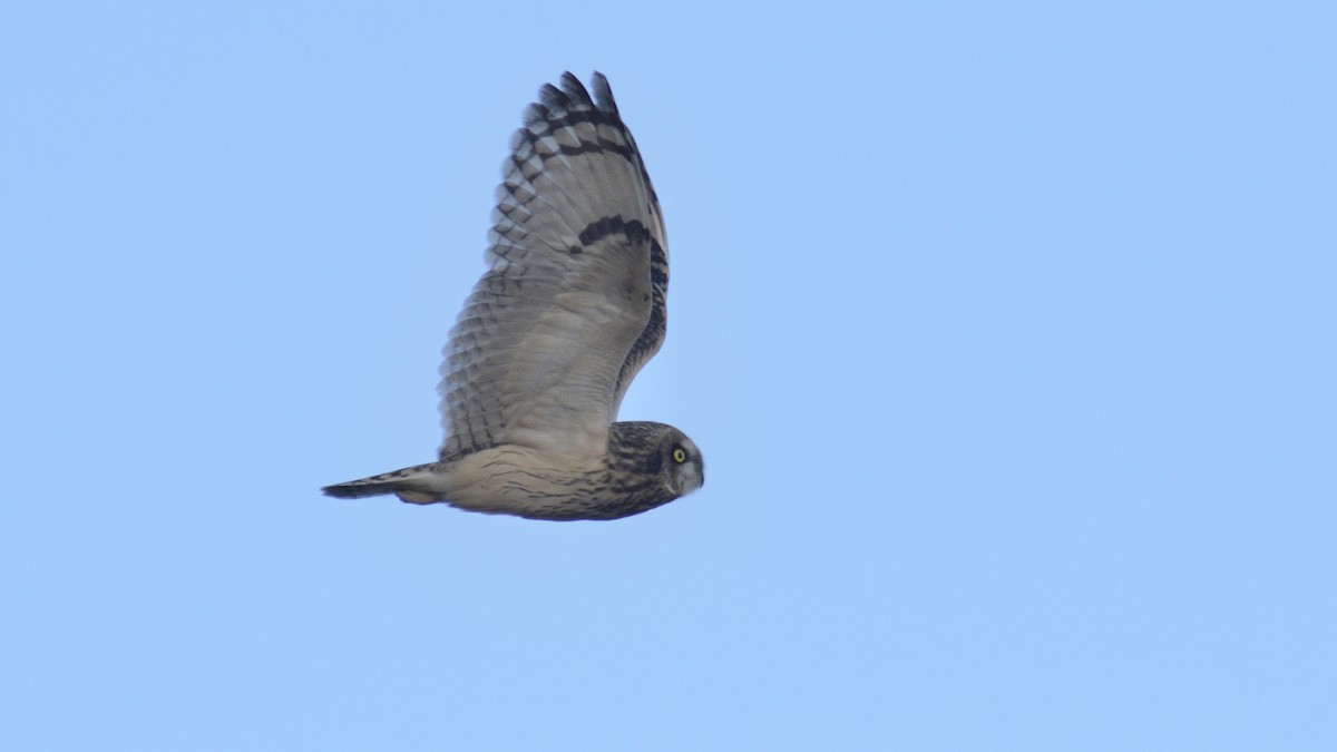 Short-eared Owl - ML644460075