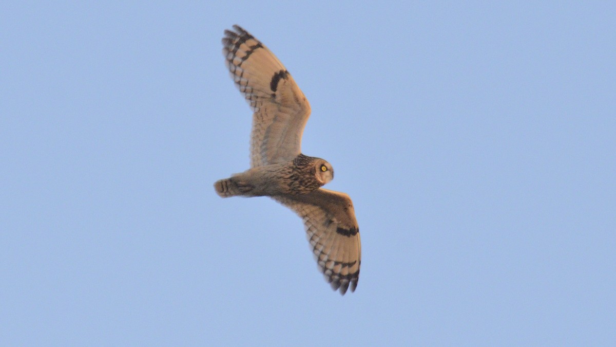 Short-eared Owl - ML644460079
