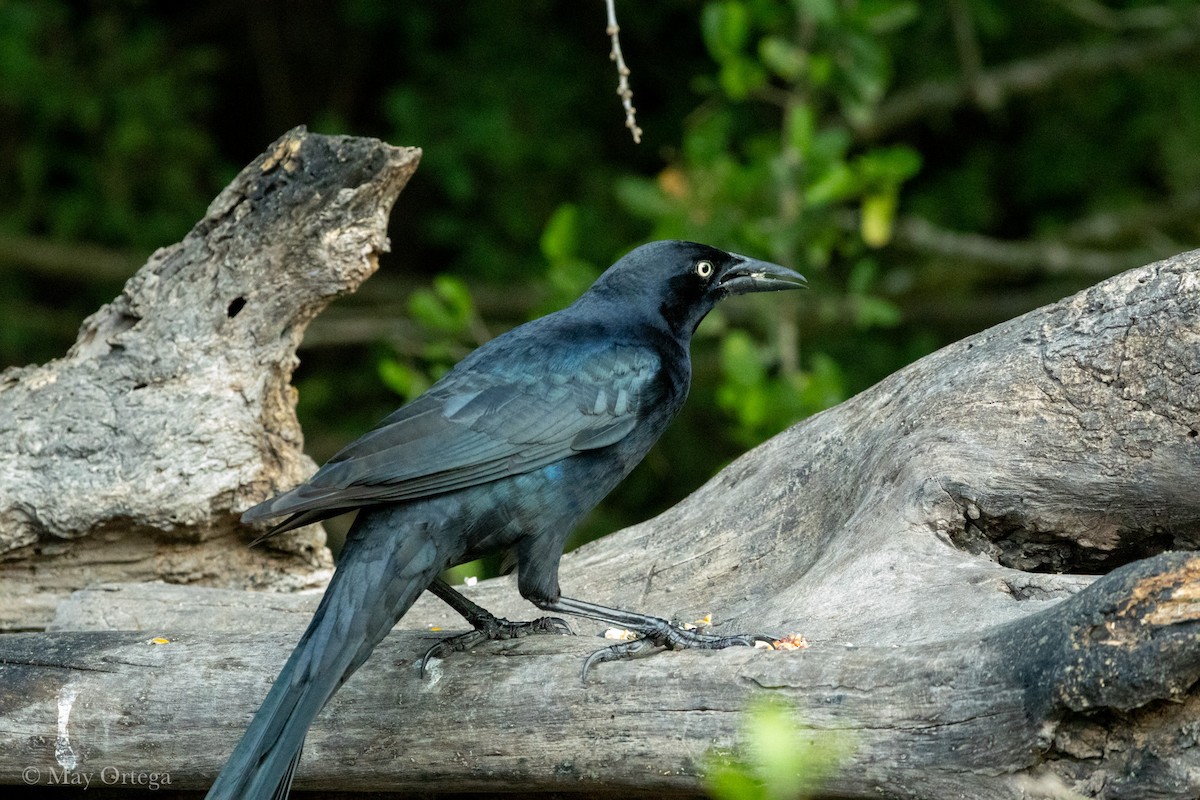 Großschwanzgrackel - ML644460080