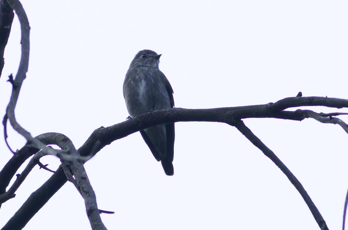 Rußschnäpper - ML644460081