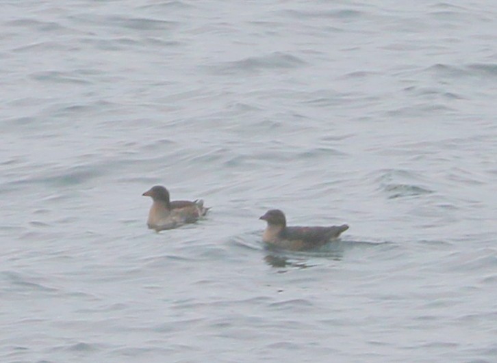 neshornlunde - ML644460083