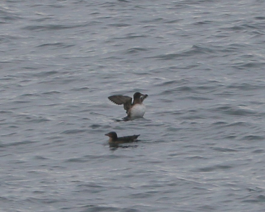 neshornlunde - ML644460084