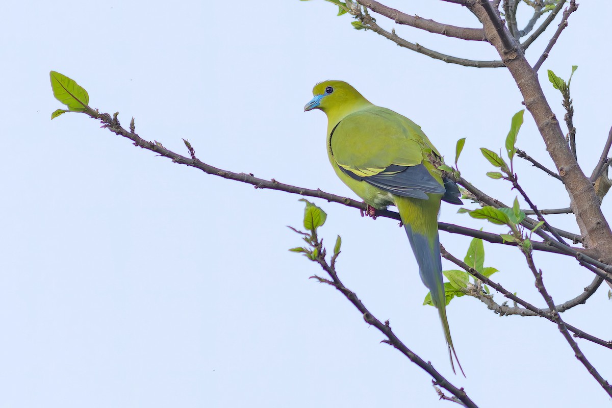 Pin-tailed Green-Pigeon - ML644460085