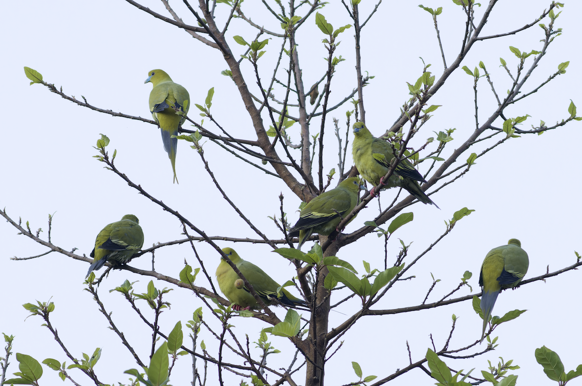 Pin-tailed Green-Pigeon - ML644460087