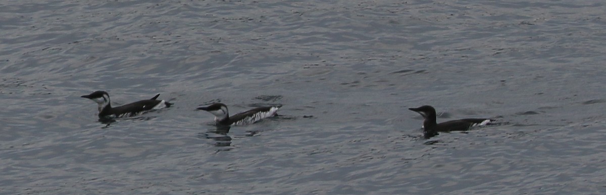 Кайра тонкодзьоба - ML644460088