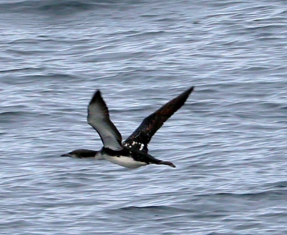 Pacific Loon - ML644460095