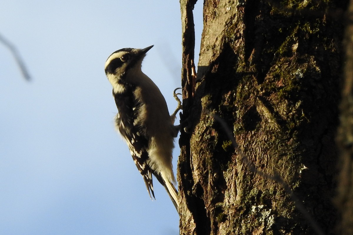 Downy Woodpecker - ML644460097