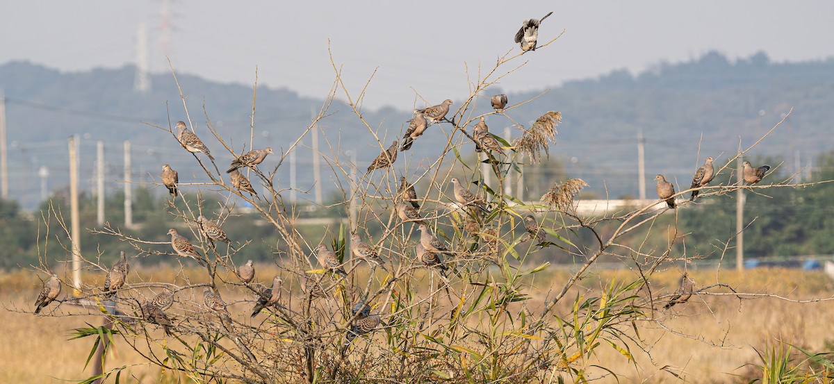Oriental Turtle-Dove - ML644460116