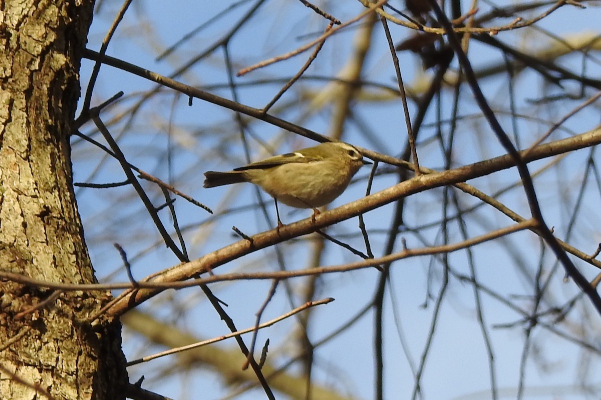 Golden-crowned Kinglet - ML644460117