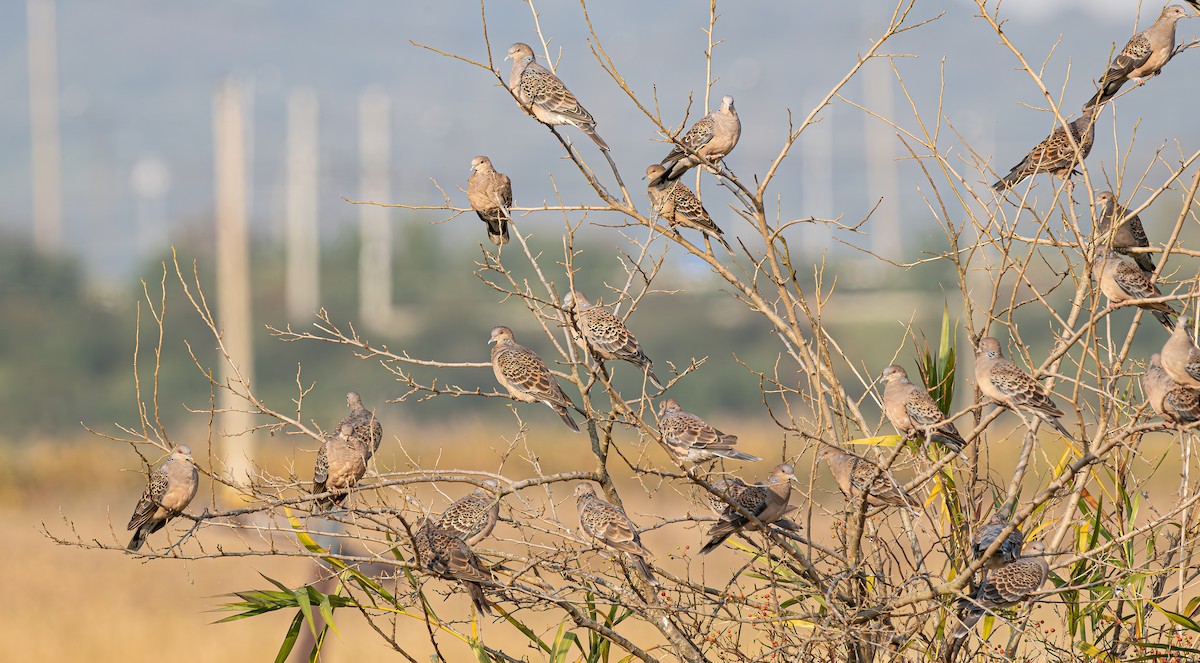 Oriental Turtle-Dove - ML644460126