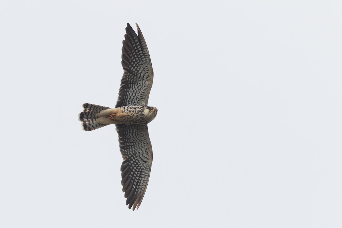 Амурский кобчик - ML644460144