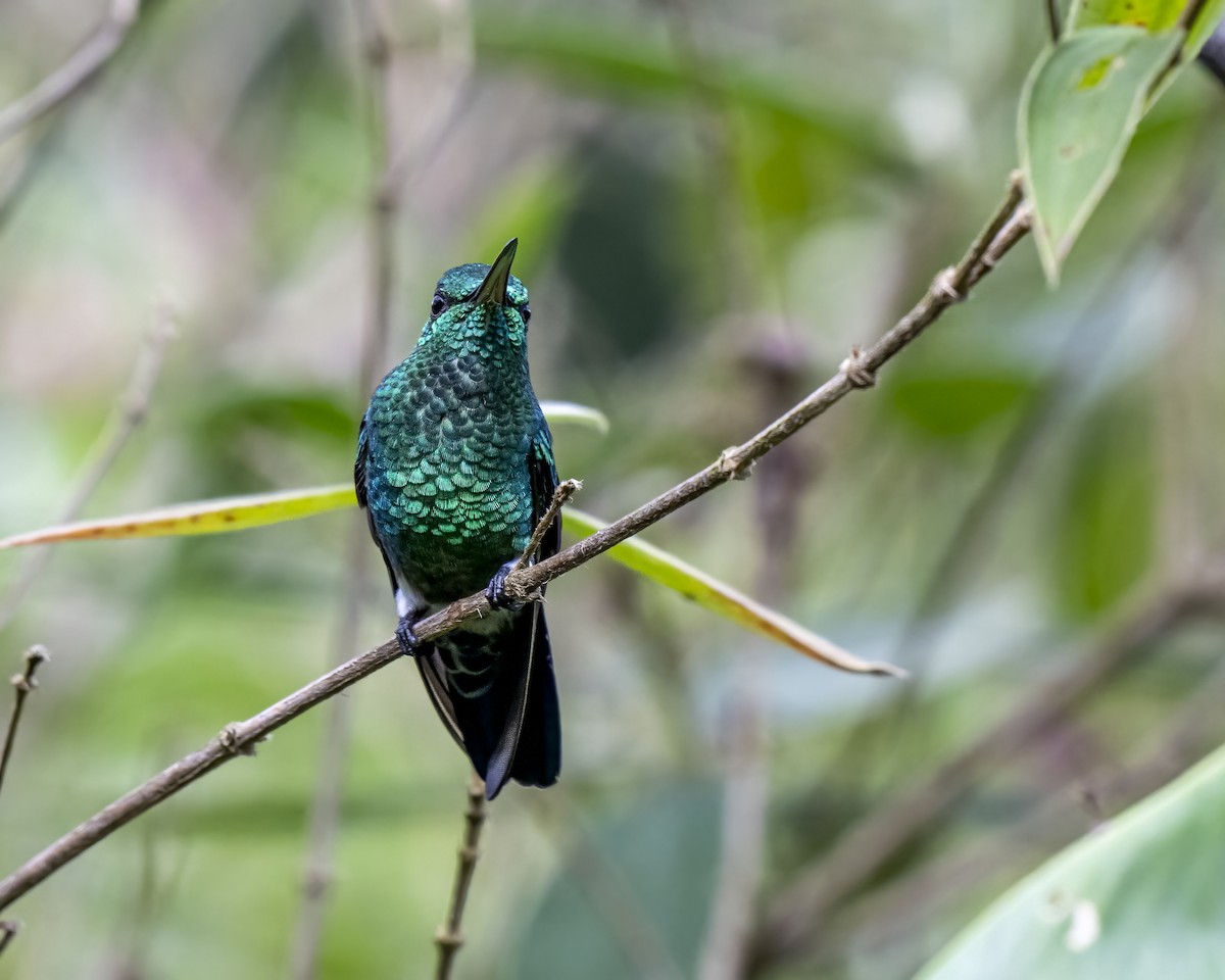 kolibrík ocelovořitý - ML644460151