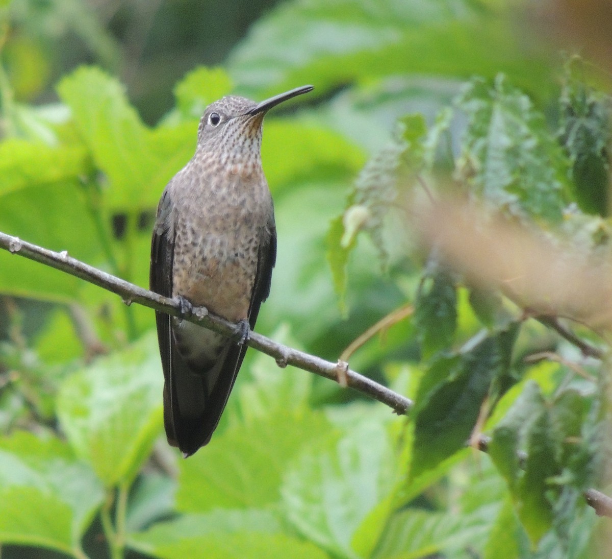 Giant Hummingbird - ML644460156