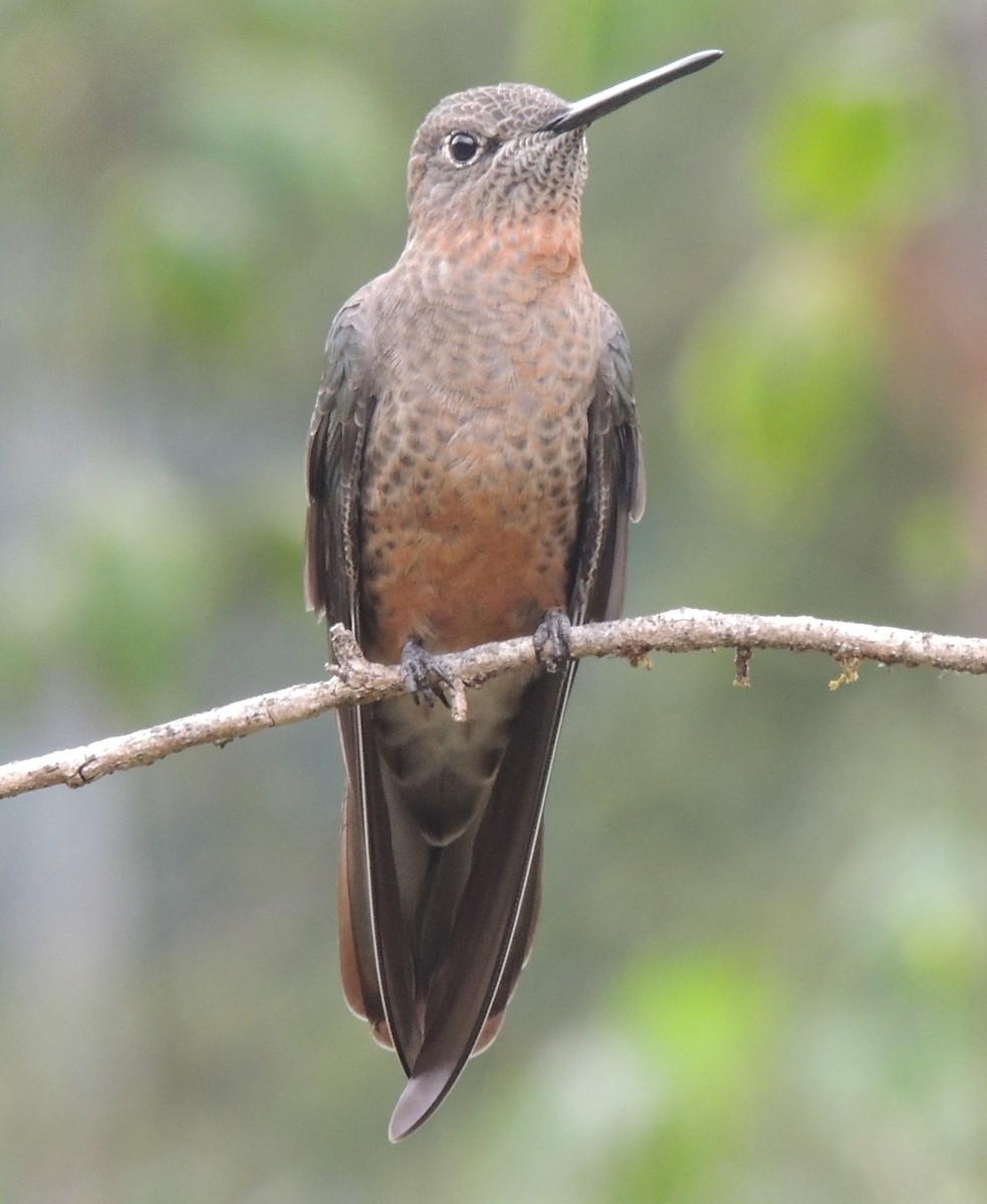 Giant Hummingbird - ML644460157