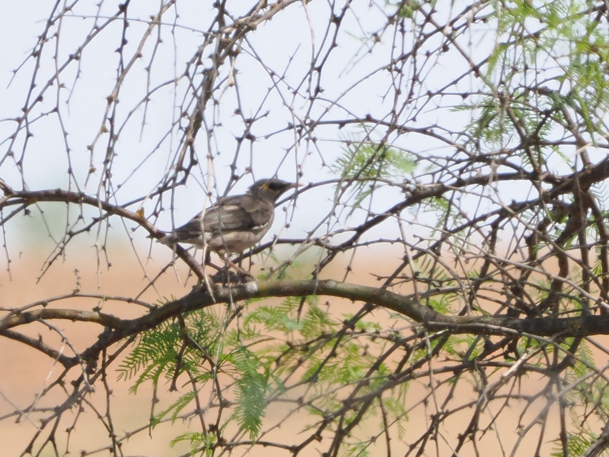 Wattled Starling - ML644460158