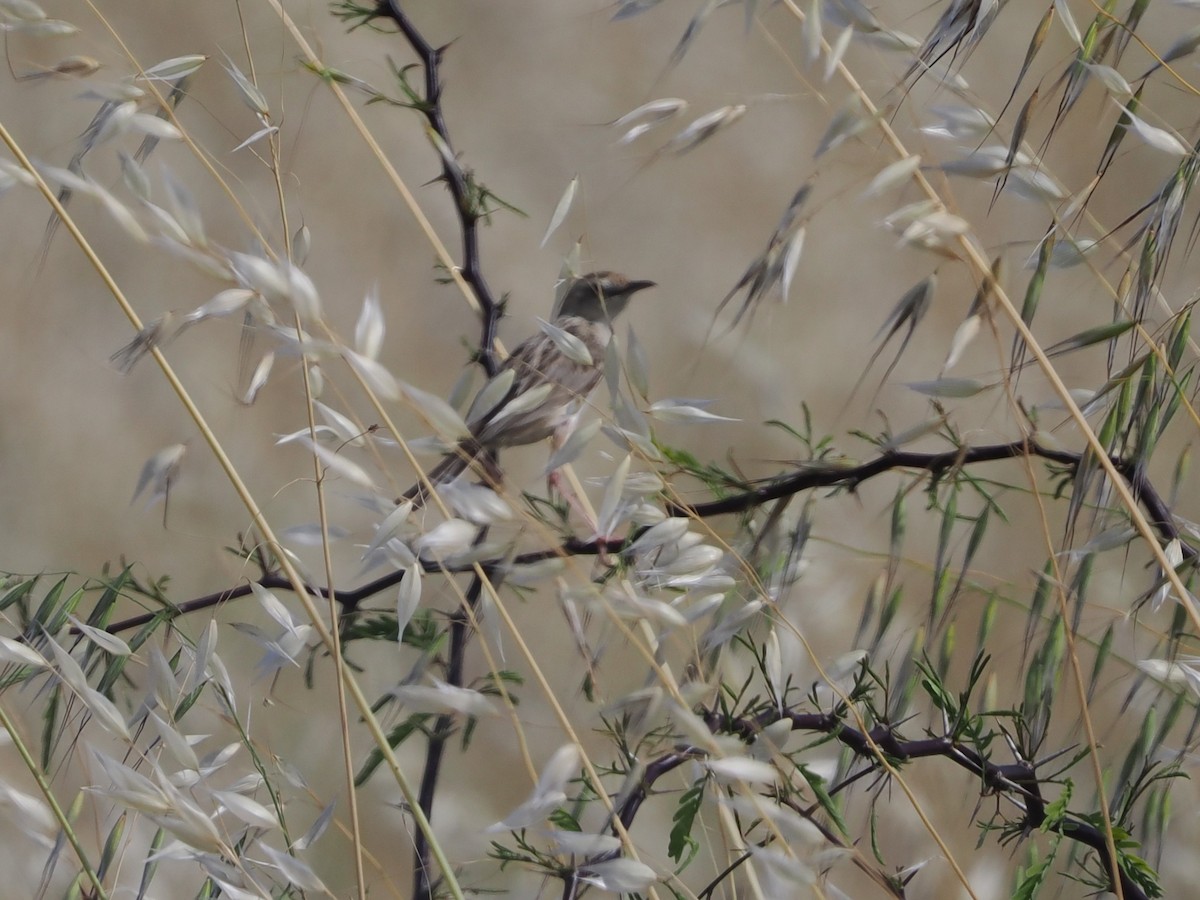 Desert Cisticola - ML644460162