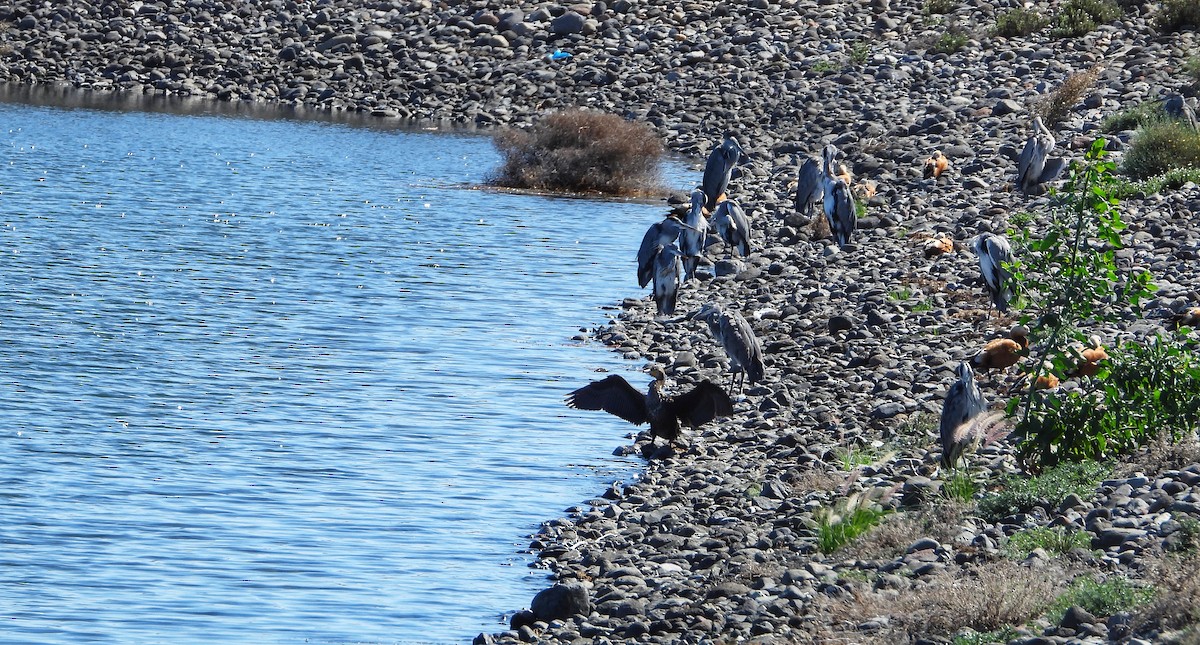 Ruddy Shelduck - ML644460163