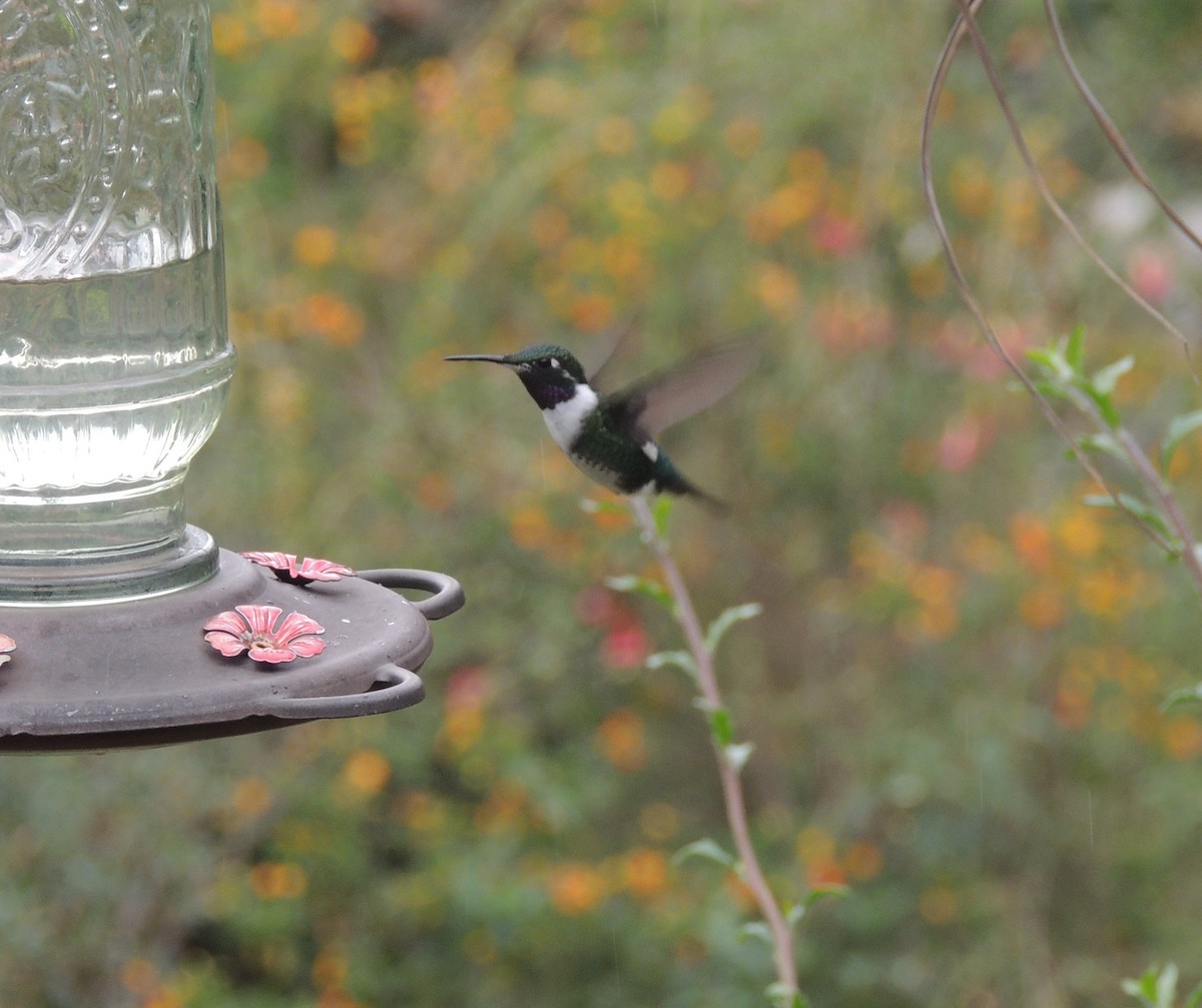 シロハラチビハチドリ - ML644460169